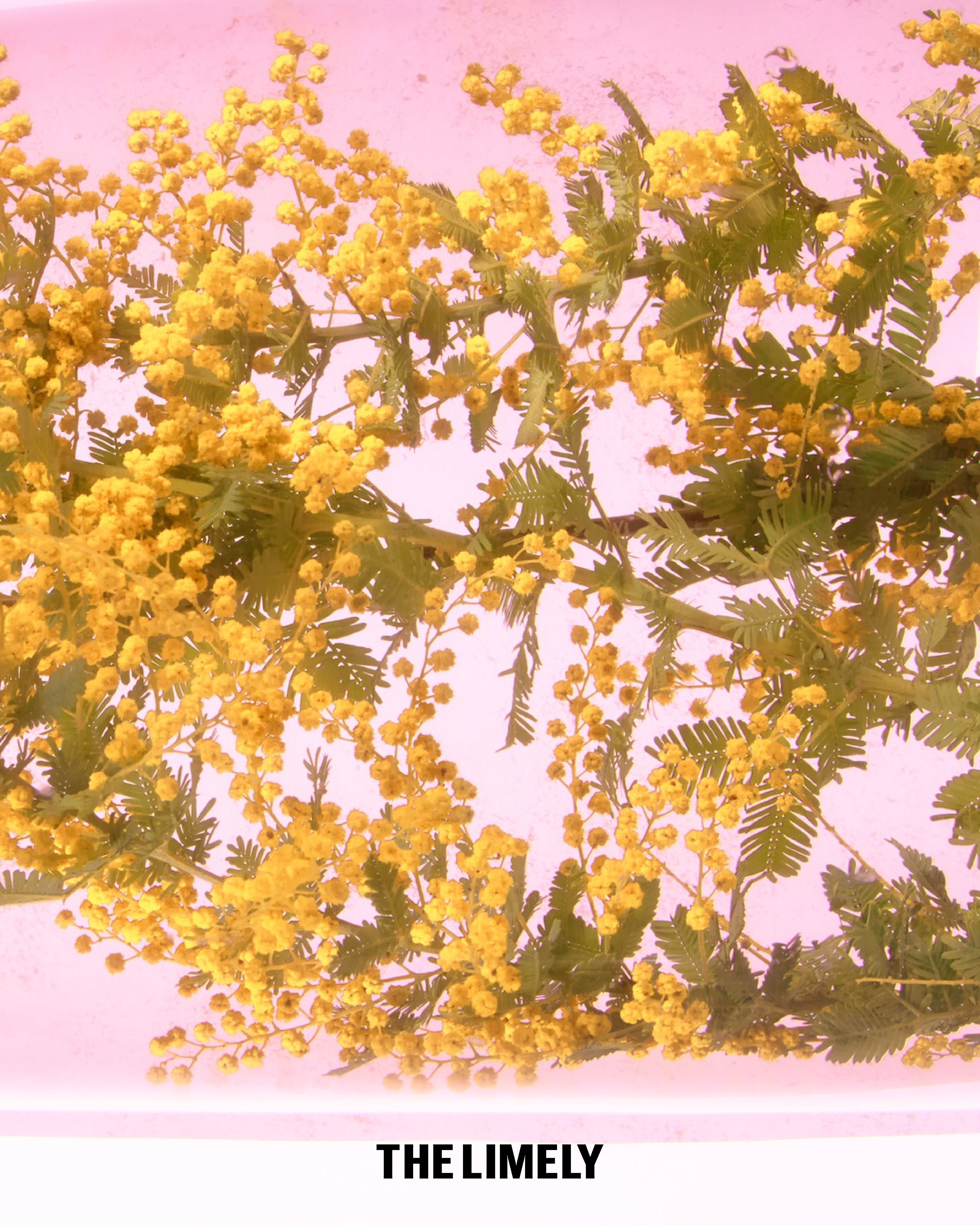 国際女性デーに寄せて - ジュエリーが映し出す「自分らしさ」